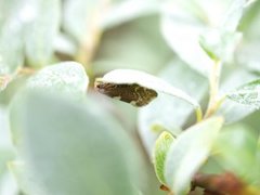 Incurvaria vetulella