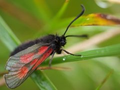 Fjellbloddråpesvermer (Zygaena exulans)