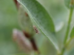 Phyllonorycter hilarella