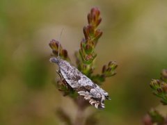 Røsslyngsigdvikler (Ancylis unguicella)