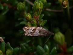 Røsslyngsigdvikler (Ancylis unguicella)