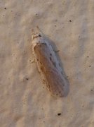 Agonopterix ocellana