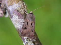 Åkerjordfly (Agrotis exclamationis)