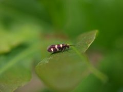 Micropterix aureatella