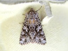 Gulflekkfly (Hada plebeja)