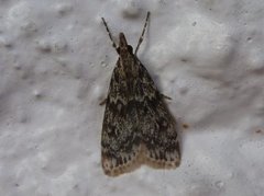 Skogmosemott (Eudonia lacustrata)