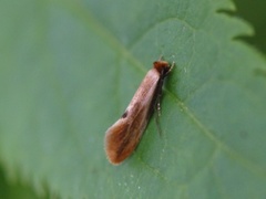 Rødgul reirmøll (Tinea semifulvella)