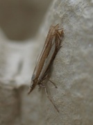 Beitenebbmott (Crambus pascuella)