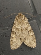 Grått hakefly (Polia nebulosa)