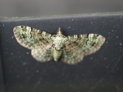 Epleblomstmåler (Pasiphila rectangulata)