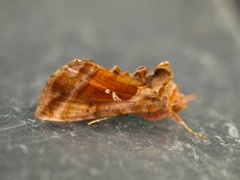 Rødbrunt metallfly (Autographa jota)