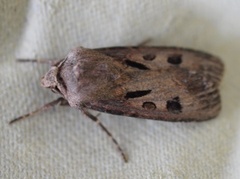 Åkerjordfly (Agrotis exclamationis)