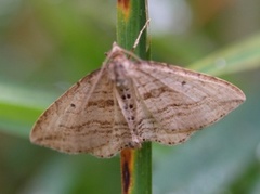 Sumplinjemåler (Orthonama vittata)