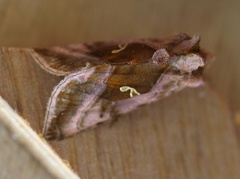 Rødbrunt metallfly (Autographa jota)