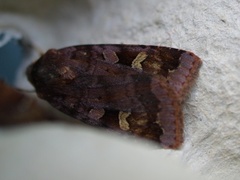 Rødfrynset teglfly (Diarsia brunnea)