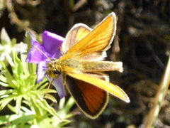 Timoteismyger (Thymelicus lineola)