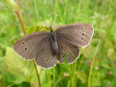 Gullringvinge (Aphantopus hyperantus)