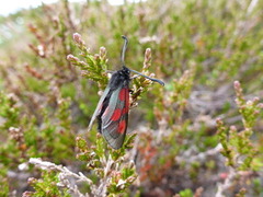 Fjellbloddråpesvermer (Zygaena exulans)