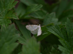 Englundmåler (Perizoma albulata)