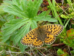 Brunflekket perlemorvinge (Boloria selene)