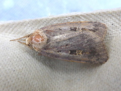 Rødfrynset teglfly (Diarsia brunnea)