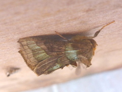 Større båndmetallfly (Diachrysia chrysitis)