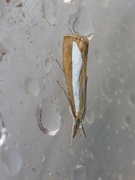 Perlemornebbmott (Catoptria margaritella)