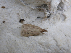 Blek mosemott (Eudonia pallida)