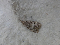 Skogmosemott (Eudonia lacustrata)