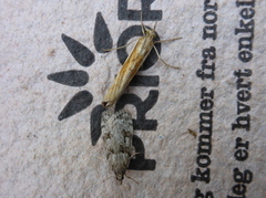 Barkmosemott (Eudonia truncicolella)