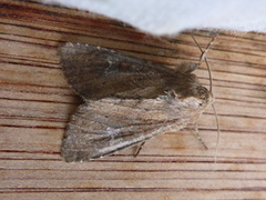 Teglrødt engfly (Apamea lateritia)