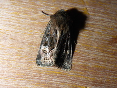 Svart sumpfly (Celaena haworthii)