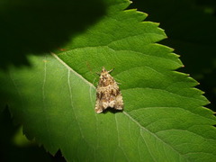 Olivenprydvikler (Celypha lacunana)