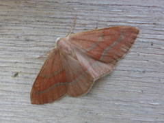 Barskogmåler (Hylaea fasciaria)