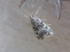 Skogmosemott (Eudonia lacustrata)