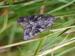 Mørkt skogfly (Eurois occulta)