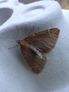 Krattbærmåler (Eulithis testata)