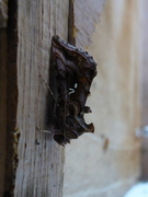 Fiolettbrunt metallfly (Autographa pulchrina)