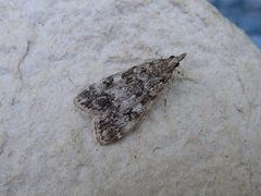 Skogmosemott (Eudonia lacustrata)