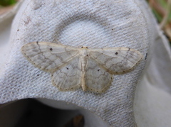 Randengmåler (Idaea biselata)