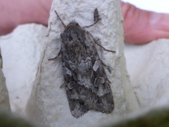 Mørkt skogfly (Eurois occulta)