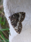 Seljebuskmåler (Hydriomena furcata)