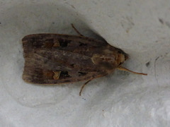 Rødfrynset teglfly (Diarsia brunnea)