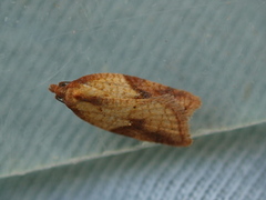 Mjødurtflatvikler (Acleris aspersana)