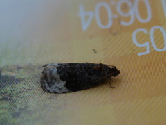 Seljeløvvikler (Apotomis capreana)