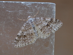 Rognemåler (Venusia cambrica)