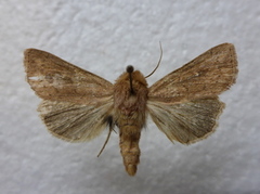 Teglrødt gressfly (Mythimna ferrago)