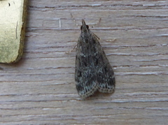 Barkmosemott (Eudonia truncicolella)