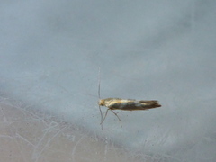 Oreblomstmøll (Argyresthia goedartella)