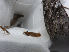 Ypsolopha ustella